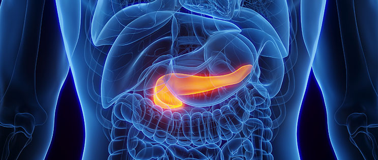 Illustration pancréas