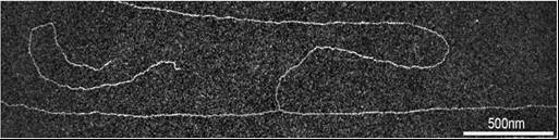 TEM image of a replication fork
