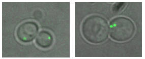 chromosome segregation and mis-segregation of yeast cells carrying a fluorescent label in chromosome VII