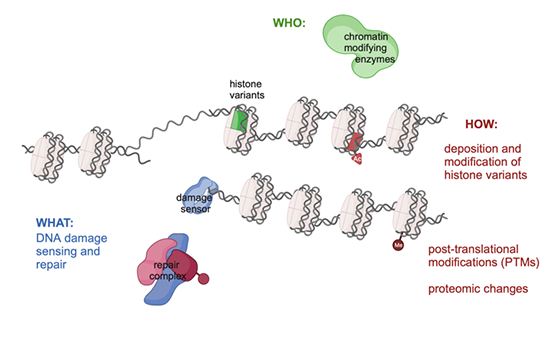 Scheme of a broken replication fork depicting the first steps of DNA damage sensing and repair in mammalian cells 