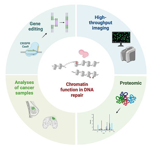 Approaches setup in the lab to better dissect how chromatin regulates the sensing and repair of damaged DNA in mammalian cells.