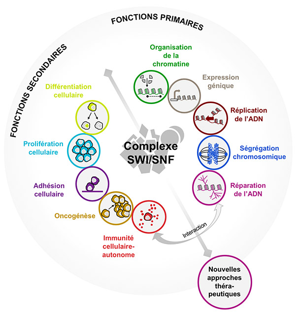 Résumé des multiples fonctions dans lesquelles SWI/SNF est impliqué