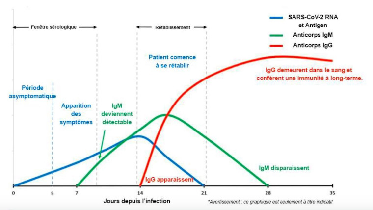 cinétique des anticorps anti-sars-Cov-2 