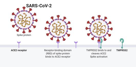 Interaction du virus Sars-Cov-2 avec le récepteur ACE2 et TMPRSS2