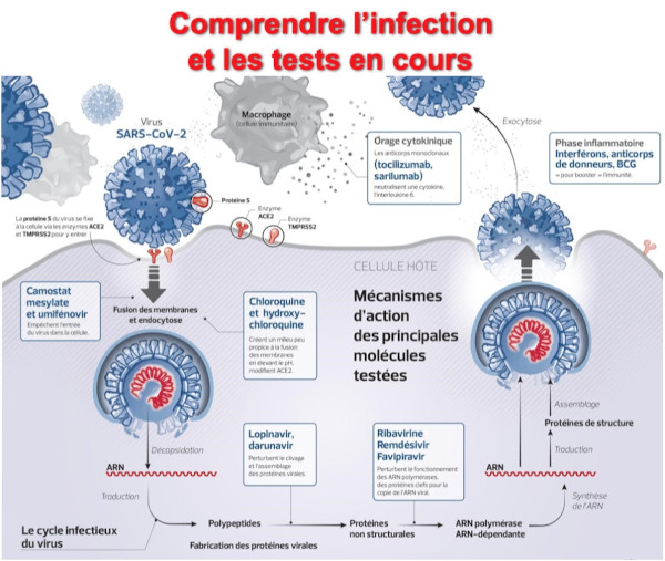 Comprendre l'infection et les tests en cours