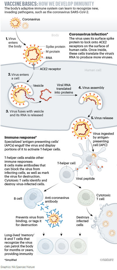 Vaccine basics: how to develop immunity