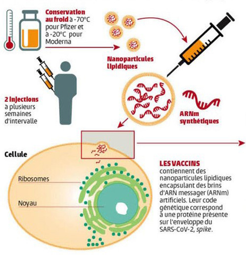 Comment fonctionne le vaccin ? 