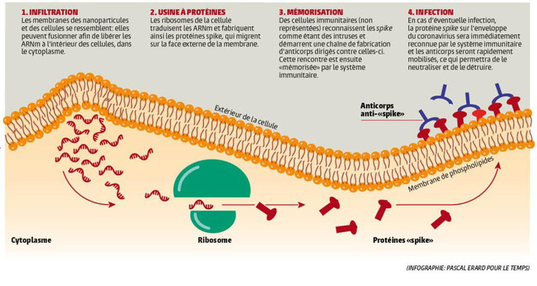 Comment fonctionne le vaccin ? 