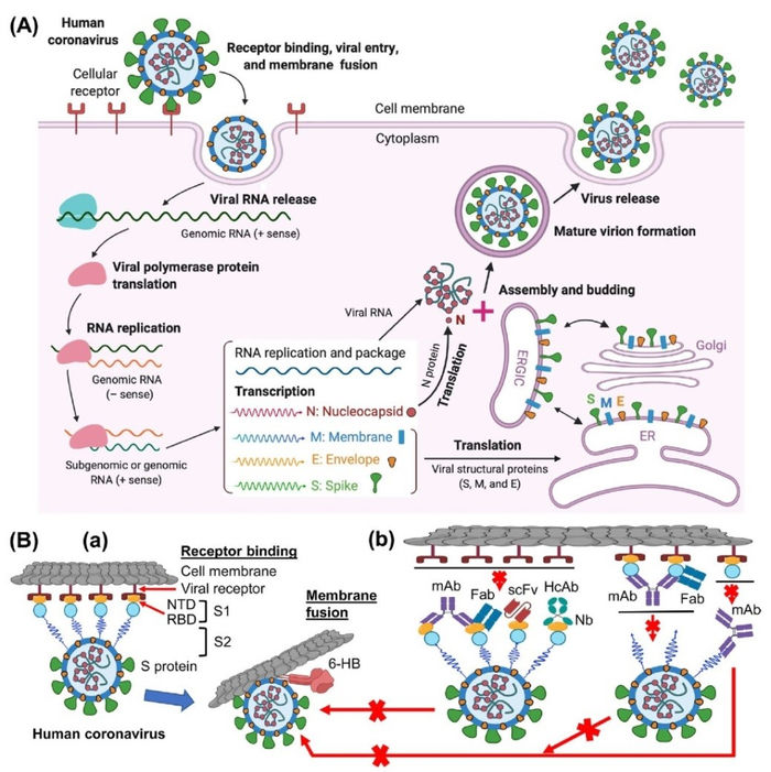 recherche et le développement d'anticorps neutralisants 