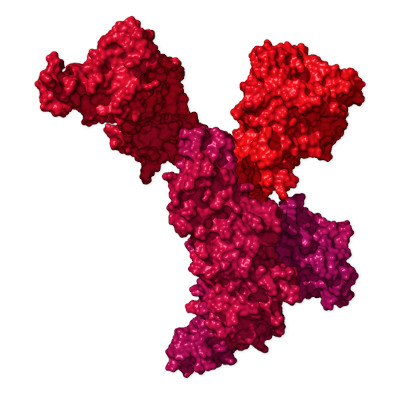 Spike, la protéine « couronne » du Coronavirus