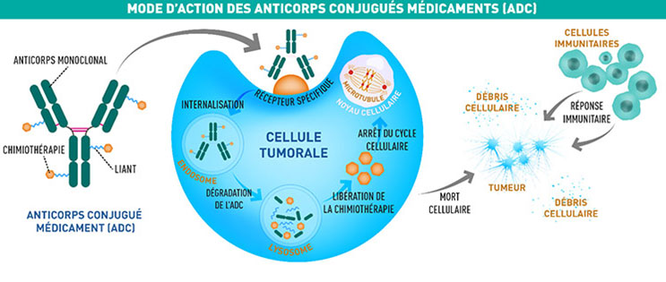 Infographie Mode d'action des anticorps conjugués médicaments (ADC)
