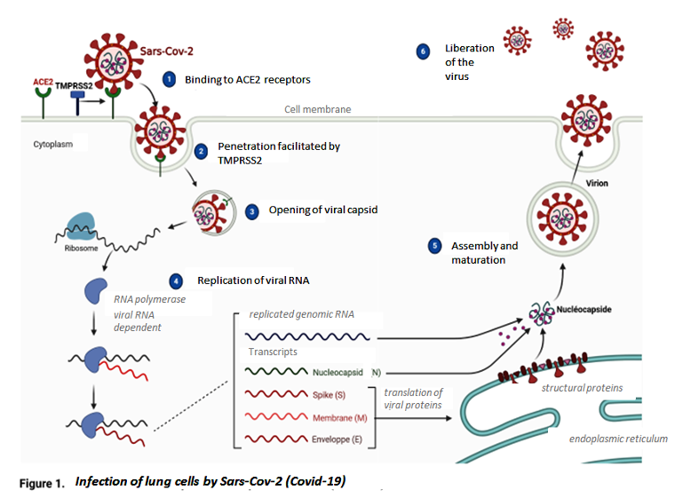 infection of lung cells