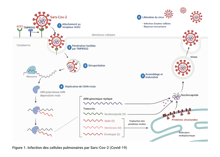 Cycle de réplication Sars-Cov-2