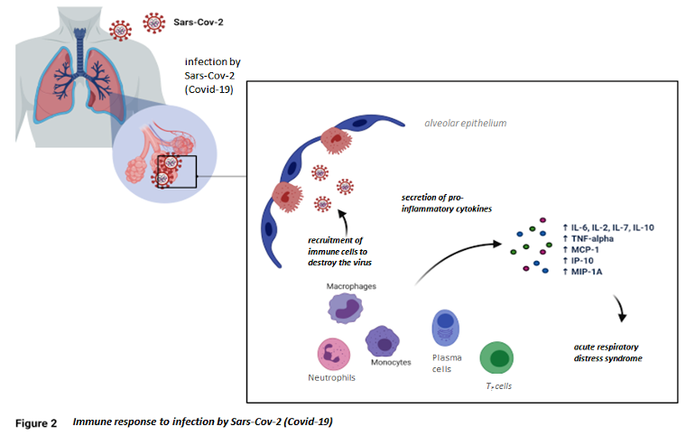 immune response to infection