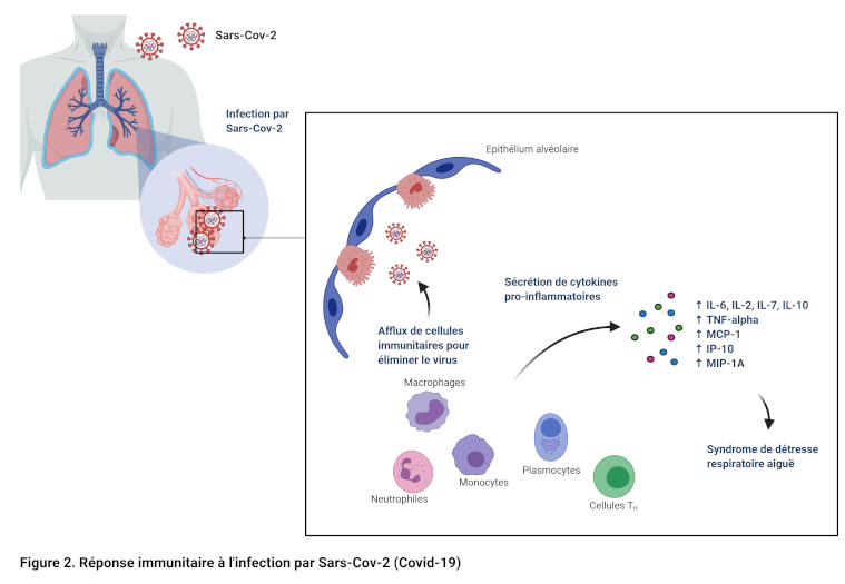 Réponse immunitaire Sars-Cov-2