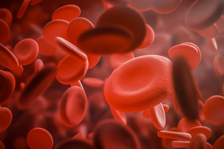 cellules sanguines 