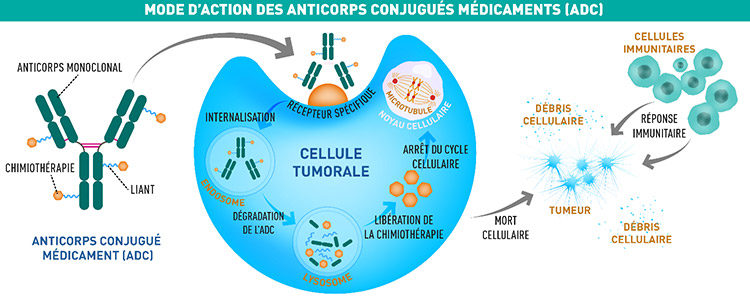 Graphique - Mode d'action des anticorps