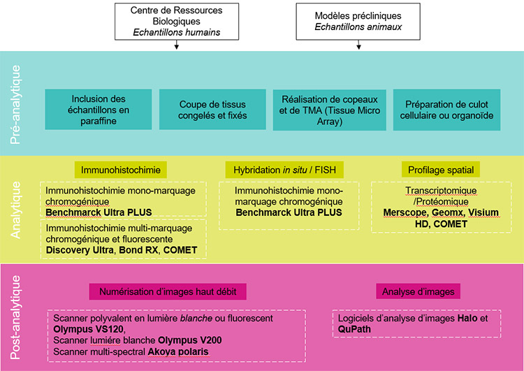 Infographie - Expertises