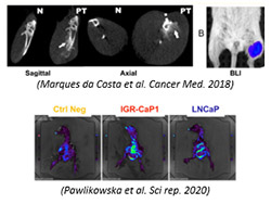 Imagerie de transfert clinique - petit animal