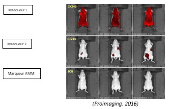 Imagerie de transfert clinique - petit animal