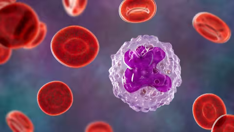Monocytes
