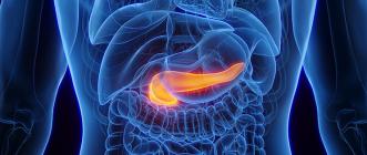 Illustration pancréas