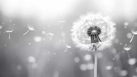 Black-and-white photo of a dandelion