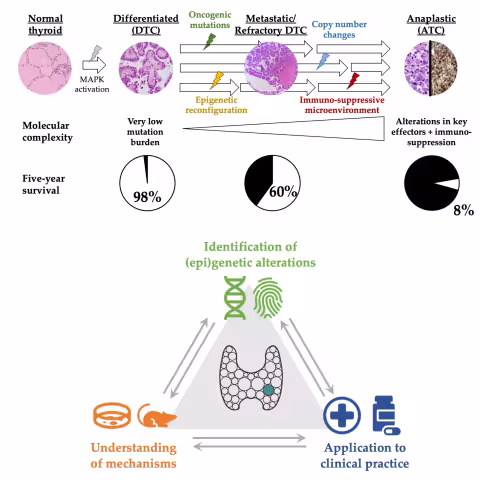 Identification of (epi)genetic alterations <> Application to clinical practice <> Understanding of mechanisms