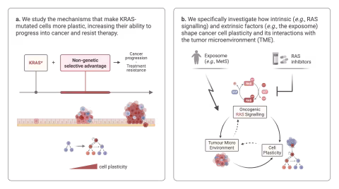 a) We study the mechanisms that make KRAS-mutated cells more plastic, increasing their ability to progress into cancer and resist therapy. b) We specifically investigate how intrinsic and extrinsic factors shape cancer cell plasticity and its interactions with the tumor microenvironment