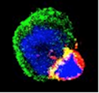 synapse immunologique