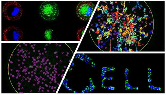 Biologie Cellulaire des Réseaux d’Organites 