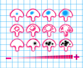 Biologie Cellulaire des Réseaux d’Organites - illustration