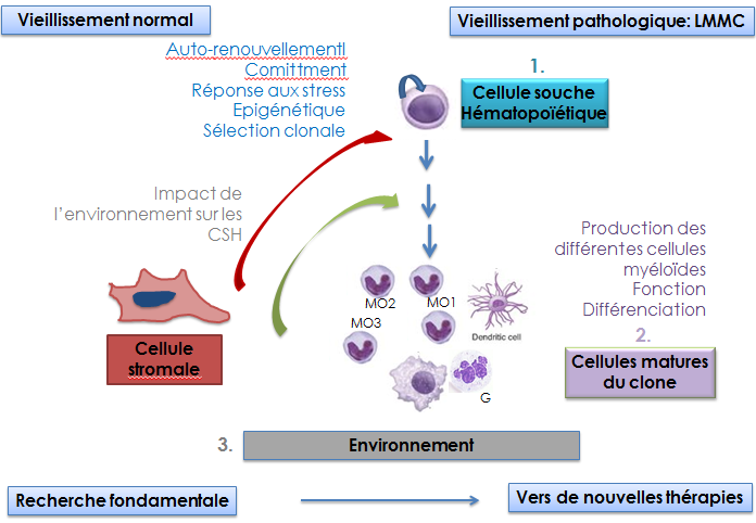 Vieillissement du tissu hématopoïétique 