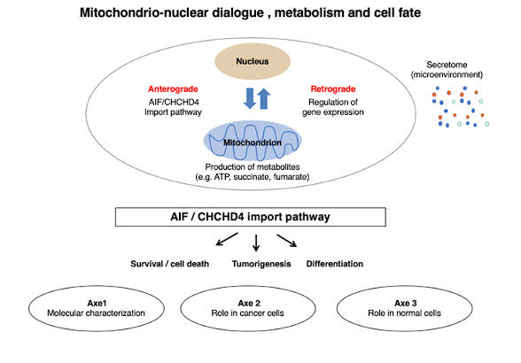 Mitochondrio-nuclear dialogue