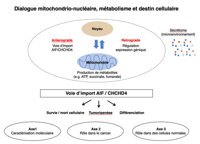 Dialogue mitochondrio nucléaire