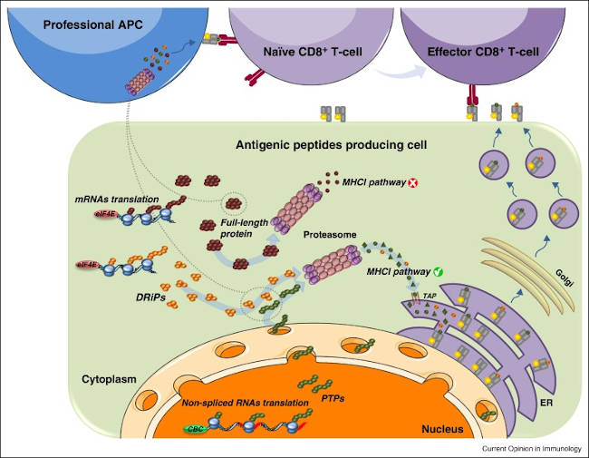 Antigenic peptides producing cell